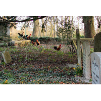 St Margaret, Margaret Roding Church – Miscellaneous 1