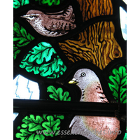 All Saints, Nazeing Church – Stained Glass 5: Detail from Peter Cormack glass, showing a wren and the head and breast of a pigeon.
