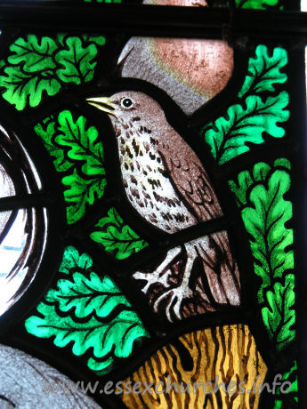 All Saints, Nazeing Church - Detail from Peter Cormack glass, showing thrush.