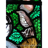 All Saints, Nazeing Church - Detail from Peter Cormack glass, showing thrush.