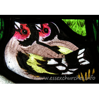 All Saints, Nazeing Church - Detail from Peter Cormack glass, showing two goldfinches.
